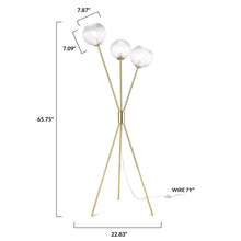 Load image into Gallery viewer, Brushed Brass/Clear, dimensions
